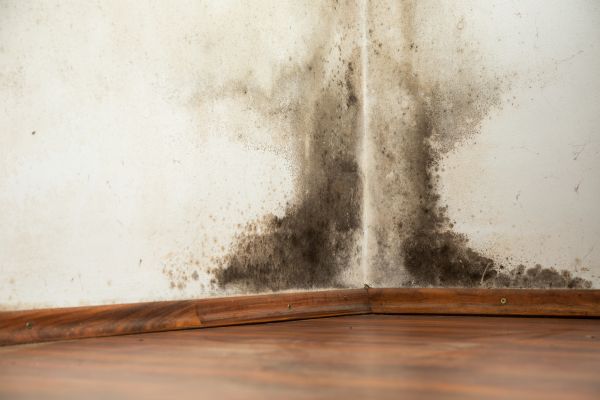 Mold Inspection