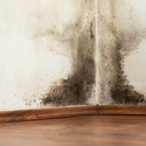 Asheville Mold Inspection