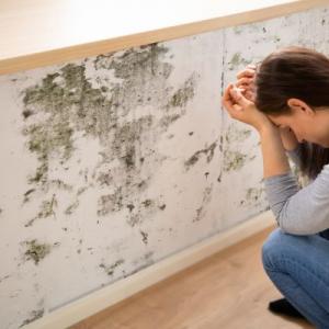 Mold Detection