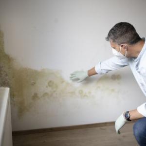 Mold Analysis